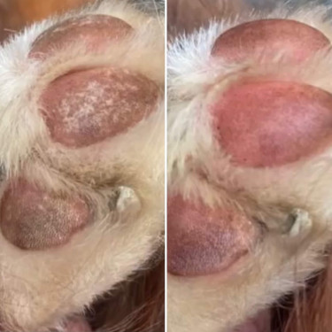 Nellumbo Pfotenbalsam für Hunde und Katzen
