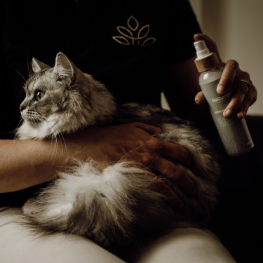 Glanzspray und Entfilzer Nellumbo für Hunde und Katzen