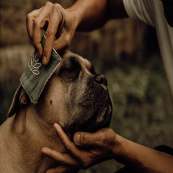 Nellumbo Reinigungslotion für Hunde und Katzen