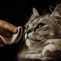 Nellumbo Reinigungslotion für Hunde und Katzen