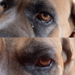 Nellumbo Reinigungslotion für Hunde und Katzen