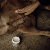 Balsam für empfindliche Haut Nellumbo für Hunde und Katzen