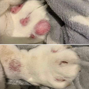 Balsam für empfindliche Haut Nellumbo für Hunde und Katzen
