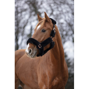 Halfter Equithème Teddy Roségold Halfter Equithème Teddy Roségold