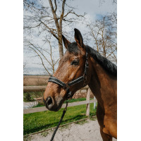 Halfter + Führstrick Equithème Coco