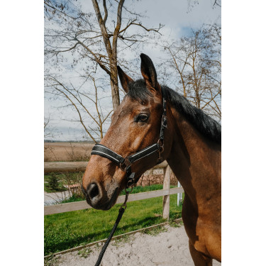 Halfter + Führstrick Equithème Coco