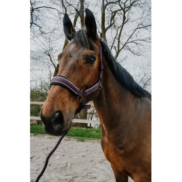 Halfter + Führstrick Equithème Coco