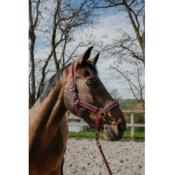 Halfter + Führstrick Equithème Coco