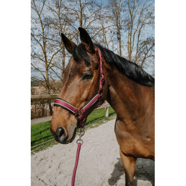 Halfter + Führstrick Equithème Coco