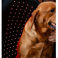 Hundetherapie-Mantel mit rotem LED-Licht – Reitsport