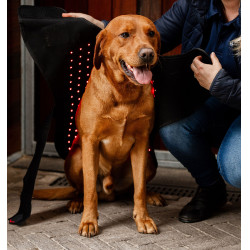 Hundetherapie-Mantel mit rotem LED-Licht – Reitsport