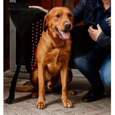 Hundetherapie-Mantel mit rotem LED-Licht – Reitsport