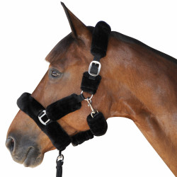 Transporthalfter Canter Transporthalfter Canter