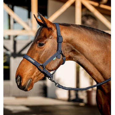 Halfter & Führstrick fürs Pferd – Amigo Horseware | Reiten