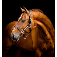 Lederhalfter Horseware Signature Braun Lederhalfter Horseware Signature Braun