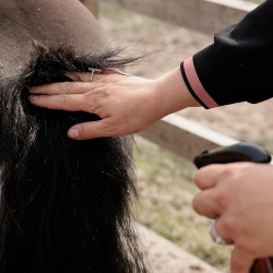 Pferdepflege Spray gegen Juckreiz – Equi-Clic Pferdepflege Spray gegen Juckreiz – Equi-Clic