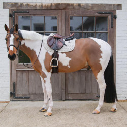 Schabracke fürs Springreiten – Kentucky Melange | Equi-Clic Schabracke fürs Springreiten – Kentucky Melange | Equi-Clic