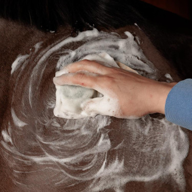 Pferdeshampoo fest – Kentucky Grooming Deluxe | Equitation
