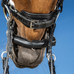 Dy'on Dressur Reithalfter breit Lack mit Weißfutter – Equi-Clic