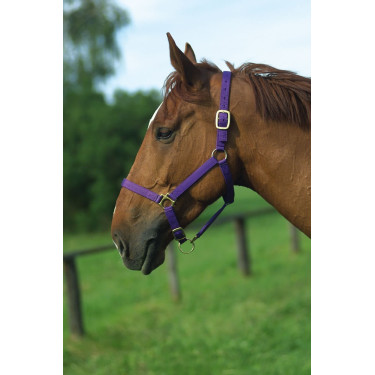 Nylonhalfter mit Leder unterlegt Norton Nylonhalfter mit Leder unterlegt Norton