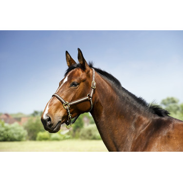 Nylonhalfter mit Leder unterlegt Norton Nylonhalfter mit Leder unterlegt Norton