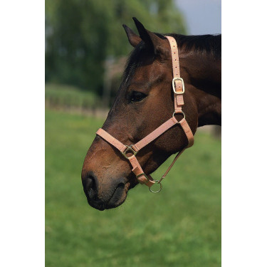 Nylonhalfter mit Leder unterlegt Norton Nylonhalfter mit Leder unterlegt Norton