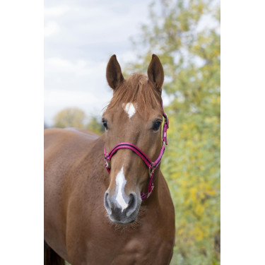 Nylonhalfter mit Leder unterlegt Norton Nylonhalfter mit Leder unterlegt Norton
