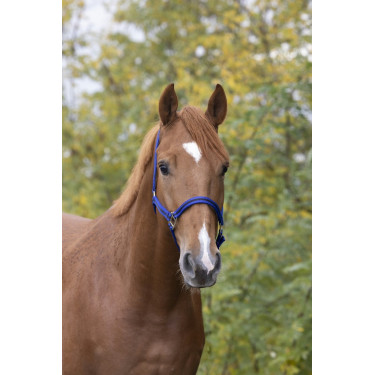 Nylonhalfter mit Leder unterlegt Norton Nylonhalfter mit Leder unterlegt Norton