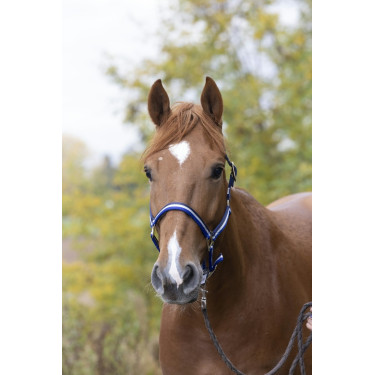 Nylonhalfter mit Leder unterlegt Norton Nylonhalfter mit Leder unterlegt Norton