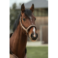 Halfter Back on Track Haze Collection Braun