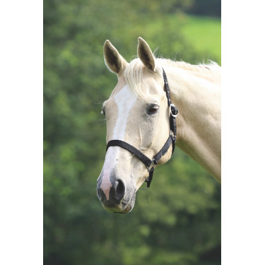 Shires Wessex Halfter – Pferdehalfter fürs Reiten