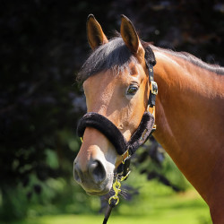 Halfter mit Kunstfell + Führstrick | Shires ARMA Reitsport