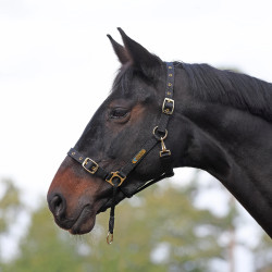 Kontrollhalfter fürs Pferd – Shires ARMA | Equi-Clic
