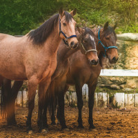 Set Halfter und Führstrick Colca Flags & Cup Sand Beige Set Halfter und Führstrick Colca Flags & Cup Sand Beige