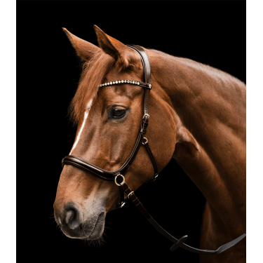 Gebisslose Reithalfter Waldhausen X-Line – Reiten