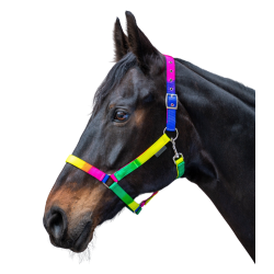 Reithalfter Neon Regenbogen – verstellbar | Equi-Clic Reithalfter Neon Regenbogen – verstellbar | Equi-Clic