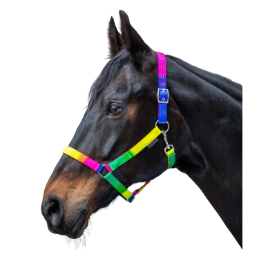 Reithalfter Neon Regenbogen – verstellbar | Equi-Clic Reithalfter Neon Regenbogen – verstellbar | Equi-Clic