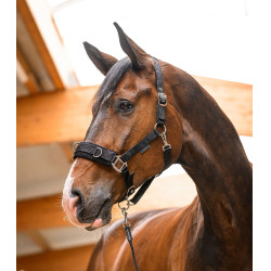 Longierhalfter Waldhausen Economic – Reitsport