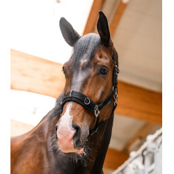 Longierhalfter Waldhausen Economic – Reitsport