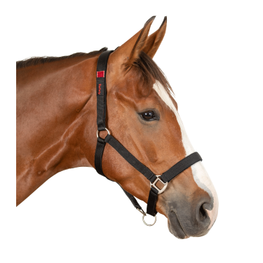 Sicherheits-Halfter für Pferde Waldhausen – Reitsport
