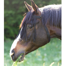 Waldhausen Fransen-Stirnband fürs Reiten, autonom