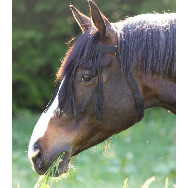 Waldhausen Fransen-Stirnband fürs Reiten, autonom