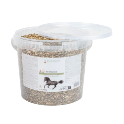 Echinacea für Pferde – Immunstärkung | equi-clic Echinacea für Pferde – Immunstärkung | equi-clic