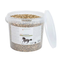 Echinacea für Pferde – Immunstärkung | equi-clic Echinacea für Pferde – Immunstärkung | equi-clic