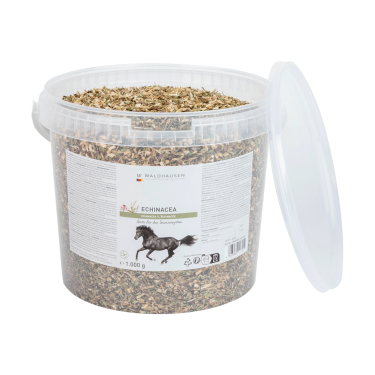 Echinacea für Pferde – Immunstärkung | equi-clic Echinacea für Pferde – Immunstärkung | equi-clic