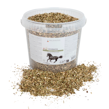 Echinacea für Pferde – Immunstärkung | equi-clic Echinacea für Pferde – Immunstärkung | equi-clic