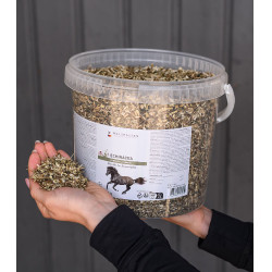 Echinacea für Pferde – Immunstärkung | equi-clic Echinacea für Pferde – Immunstärkung | equi-clic