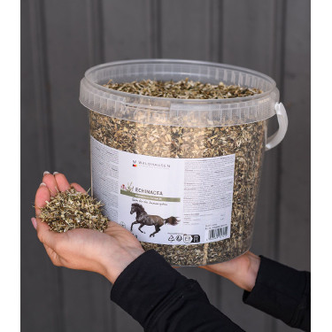 Echinacea für Pferde – Immunstärkung | equi-clic Echinacea für Pferde – Immunstärkung | equi-clic