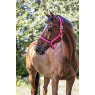 Reitgenickstück Fluo mit Neoprenpolsterung