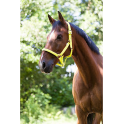 Reitgenickstück Fluo mit Neoprenpolsterung